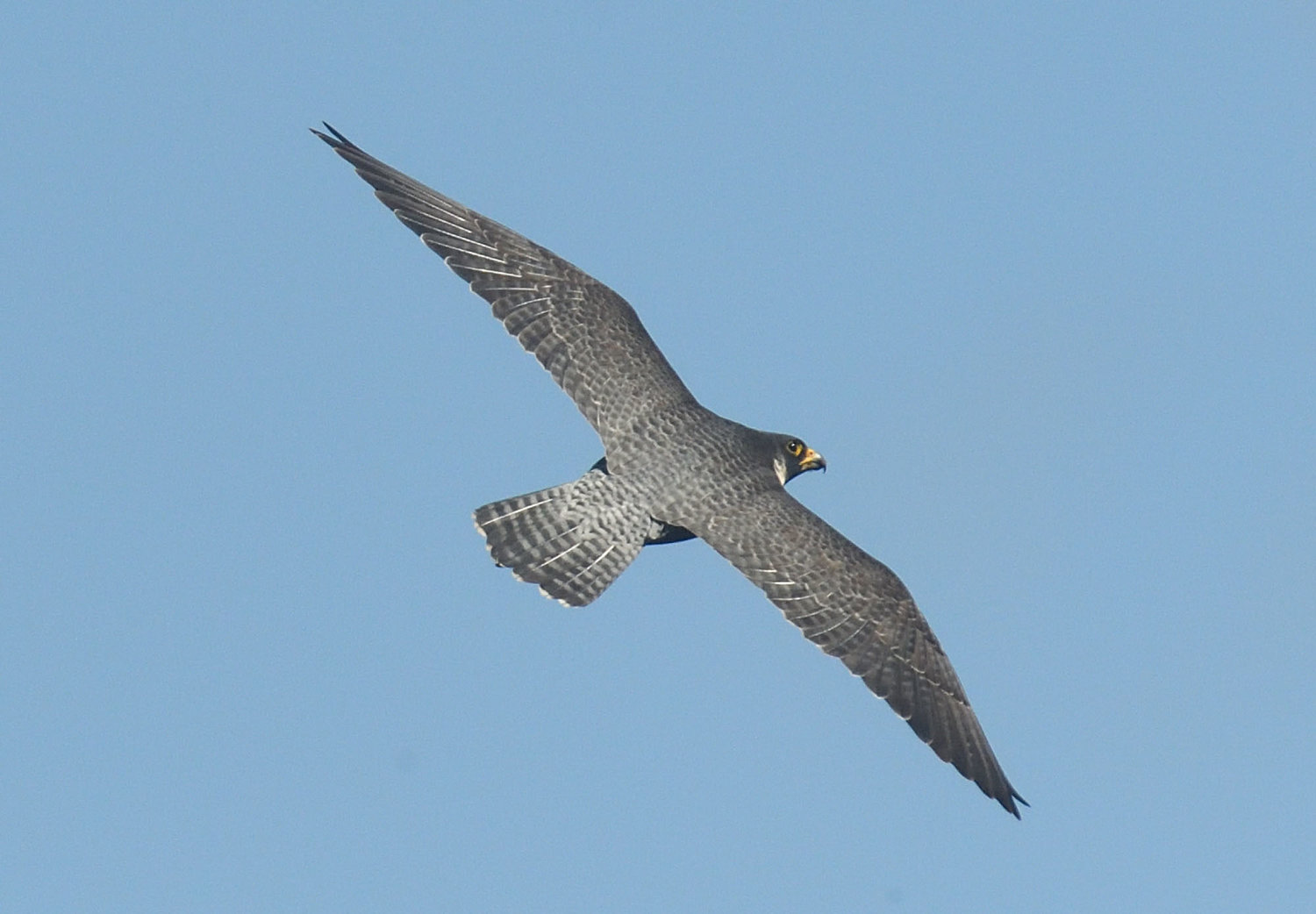This adult peregrine was flying back and forth along the cliff, probably trying to get the young to fly. They did, and three fledglings were counted at this site; a clutch can run up to four young. The adult has a black head with white markings behind the eyes. The back and wing tops have a subdued checkering pattern. The breast and under-wings are light-colored and barred. The cere of the upper bill is yellow...